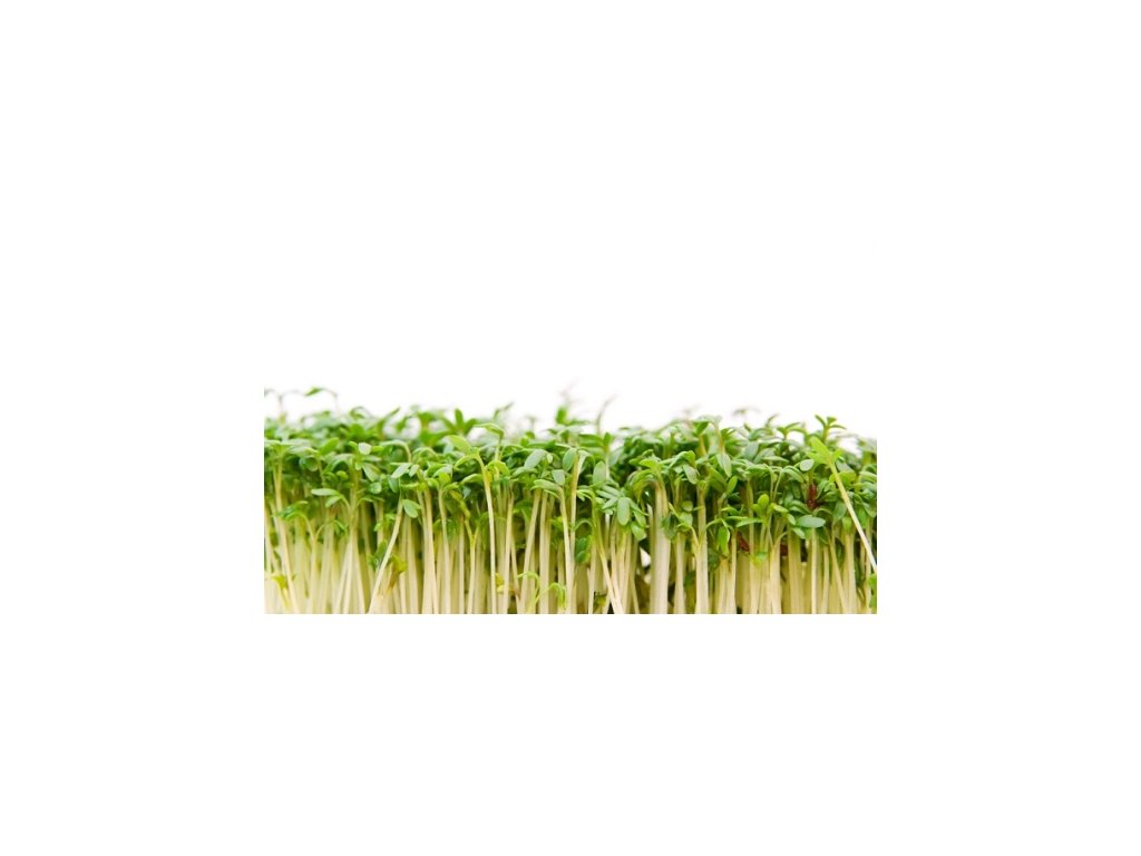 ŘEŘICHA - SEMÍNKA NA KLÍČENÍ 30 g,