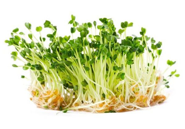 Rukola - semienka na klíčenie 10 g BIOMISKA