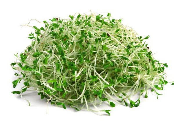 Alfalfa - semená na klíčenie 20 g BIOMISKA