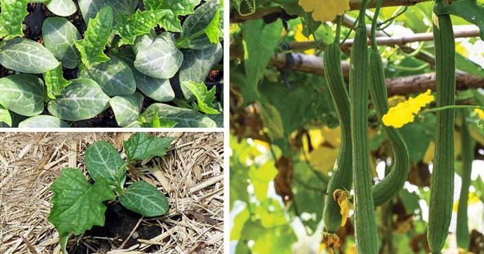 Eatgreen Lufa pro univerzální použití se šnůrkou - 100% přírodní a rozložitelná