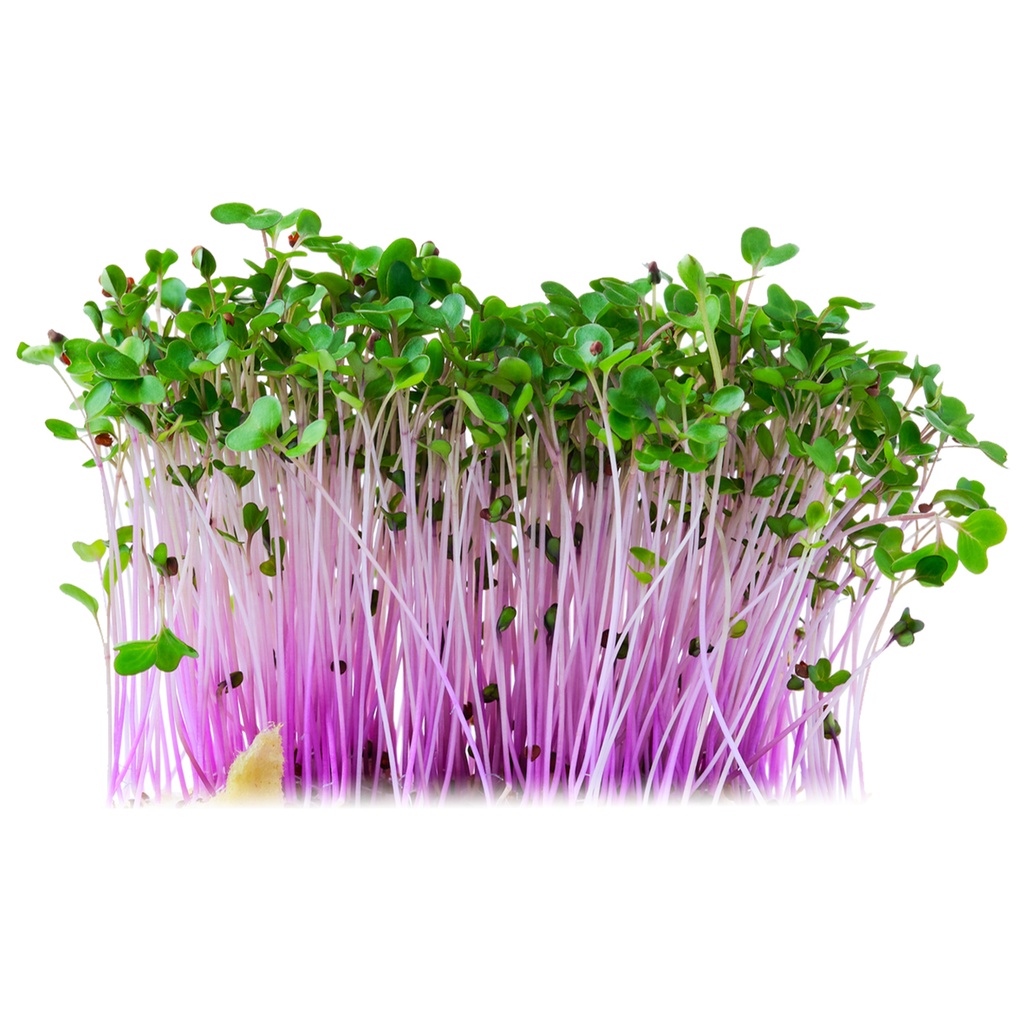 Červený kaleráb - semená na klíčenie 10 g BIOMISKA