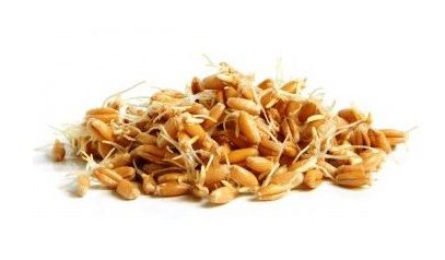 PŠENICE - SEMÍNKA NA KLÍČENÍ 50g 50 g