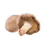 [MYC247] Šitake prášok BIO 100 g MYCOMEDICA