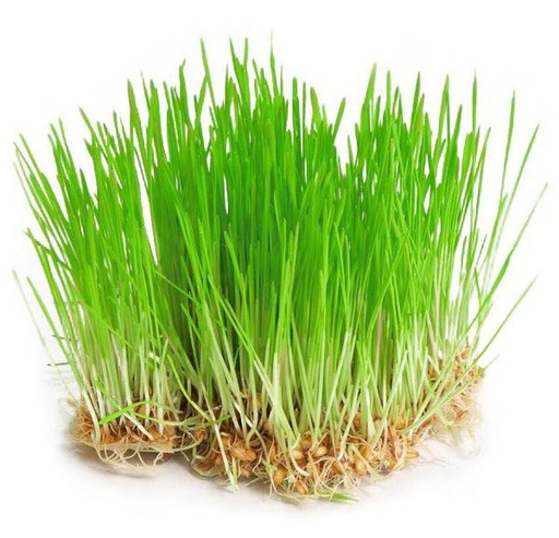 [B13273] Biomiska Mladý zelený jačmen - semená na klíčenie 30 g BIOMISKA