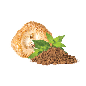 [TCMMYC52] Hericium prášok BIO 100 g MYCOMEDICA