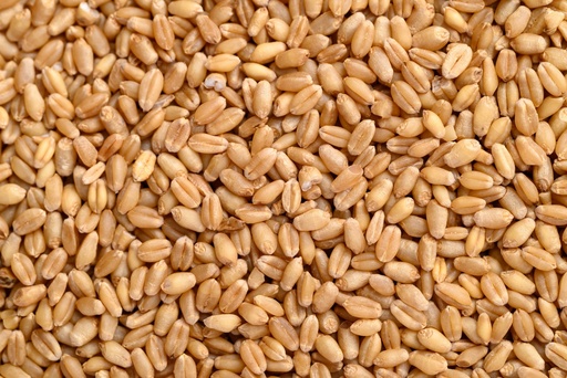 [PRO300004] Pšenica siata BIO 25 kg PROBIO