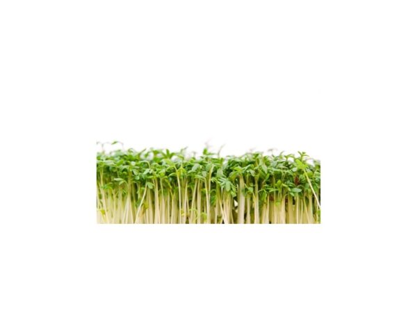 ŘEŘICHA - SEMÍNKA NA KLÍČENÍ 30 g,